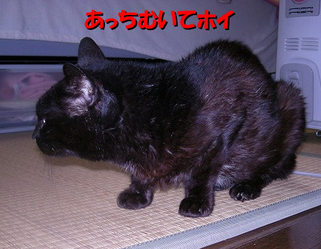 あっちむいて…