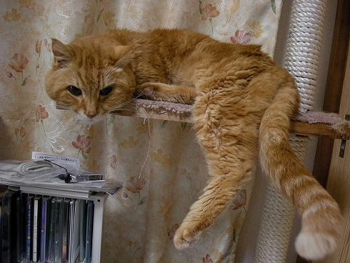 激痩せ３．３ｋｇ