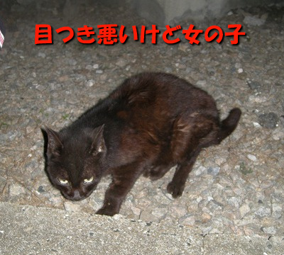 茶黒の猫4