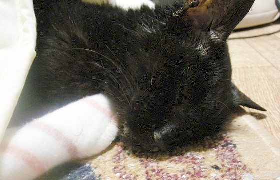 眠り猫