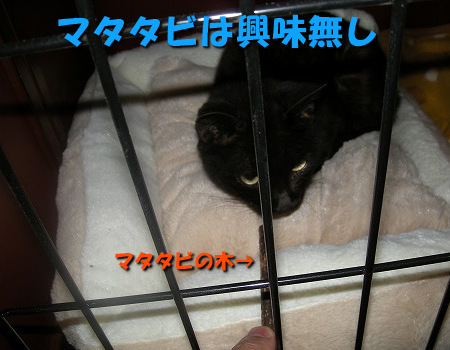 マタタビ興味無し