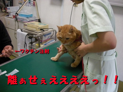 離せぇえええ！