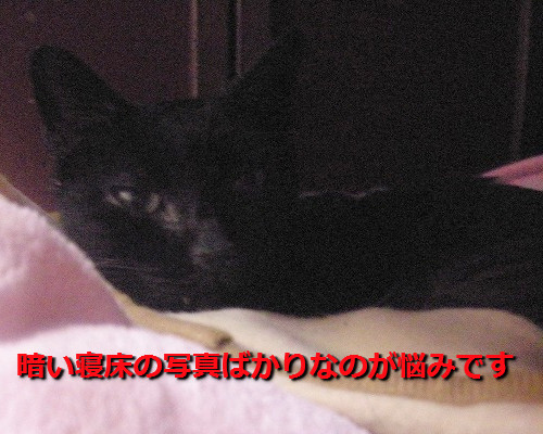 寝床の写真ばかり‥‥