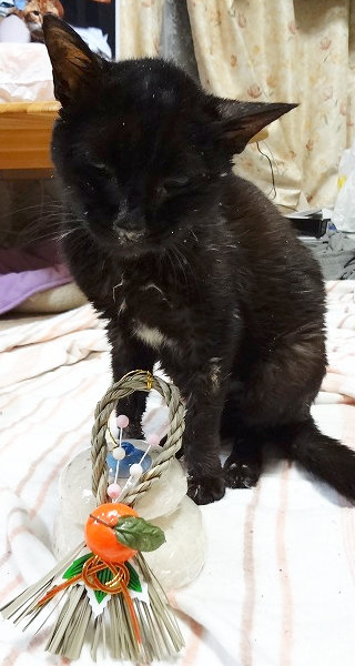 お供え餅と２ショット