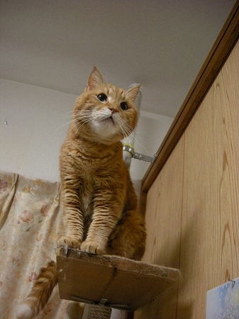 キャットタワー１