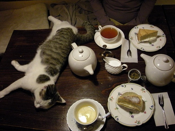 猫喫茶1