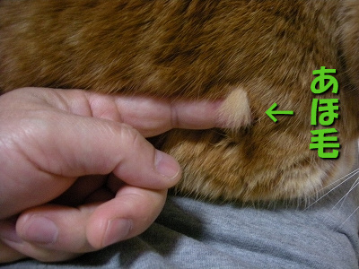 これが『あほ毛』だ