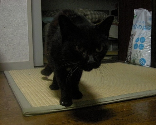 泣くよ(´；ω；`)？