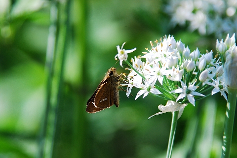 ニラの蜜を吸うイチモンジセセリ？