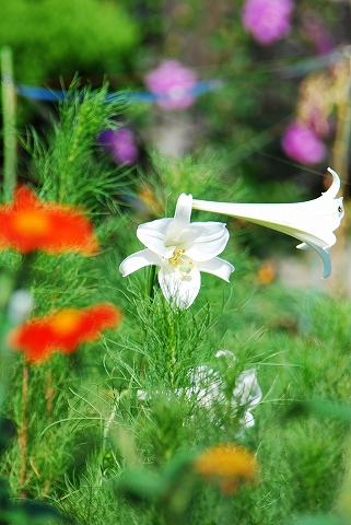 庭の花々