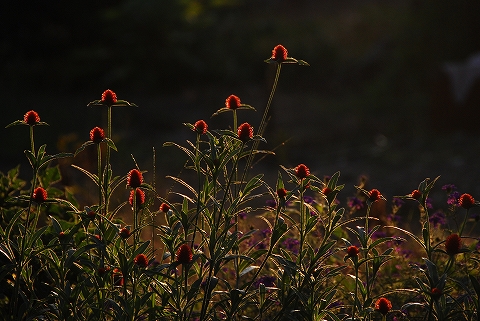 朝日を浴びる千日紅。  ちょっと暗すぎ？クリックしたら大きくして見られるよ♪