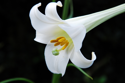 「立てば芍薬、座れば牡丹、歩く姿は百合の花」っていうけど、どんな歩き方やねん！（≧ω≦）ぶっ