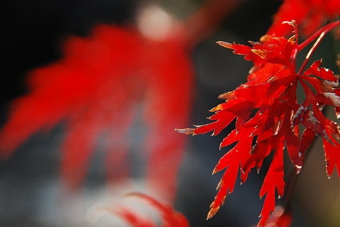 枯れかけても紅鮮やかな紅葉