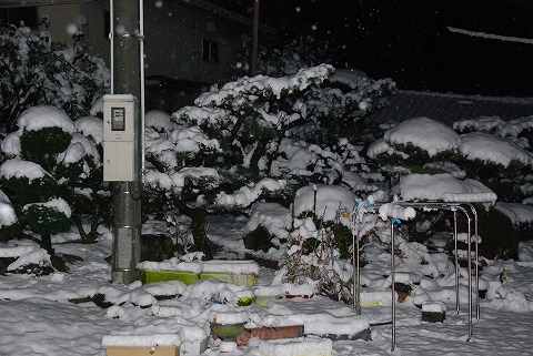 我が家の庭も一面の雪化粧。