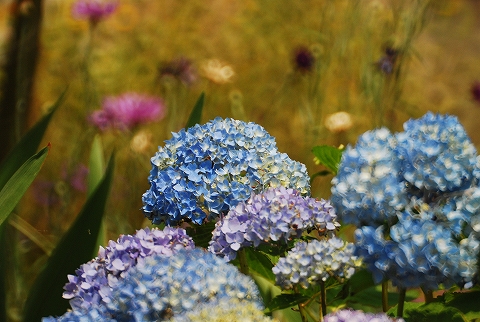 いよいよ開花しました。しかし、晴れた日にはあまり似合わない！