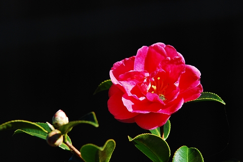 分かる？ ハナアブが花の中に居るのが。。。＾＾