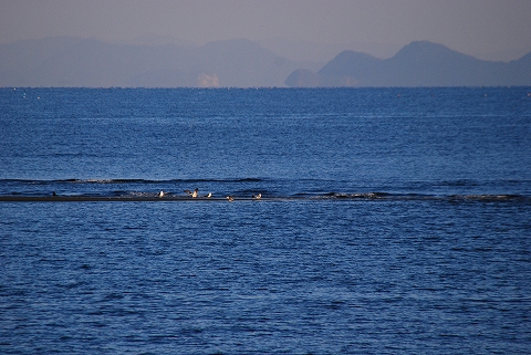 遠浅の海に出来た中州で休む鳥たち。左の方にはカラスも… （小さくて分からんか？^^；）