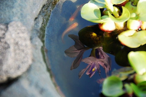 水面に映るホテイアオイの花、「綺麗じゃね♪」と、メダカ夫婦が言うたかどうだか・・・。