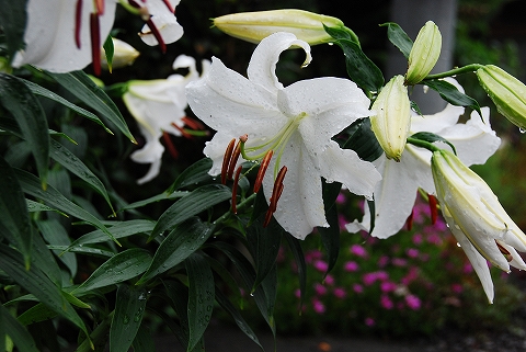 ♪雨にぬれながら　たたずむ人がいる 傘の花が咲く　土曜の昼さがり♪