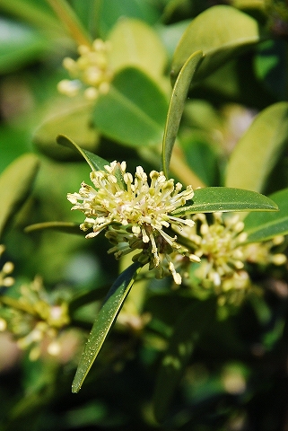 地味な色形の上に殆んど蘂（しべ）しか無いとちゃうか？って感じの柘植の花。