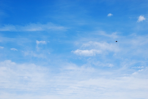 2008.01.27の空02 何か飛行物体が…。あ、鳥か！