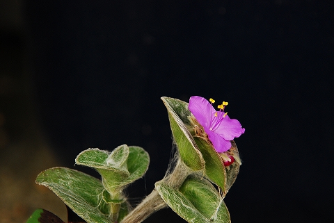 この花何だったっけ？忘れた～！Y(>_<、)Y