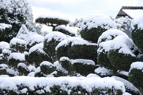 庭木もみんな雪帽子を被っとるよ♪