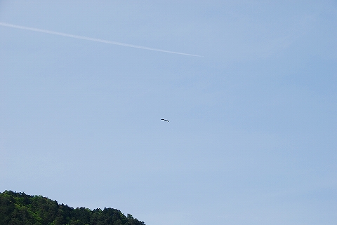 飛行機に対抗するクロサギ？