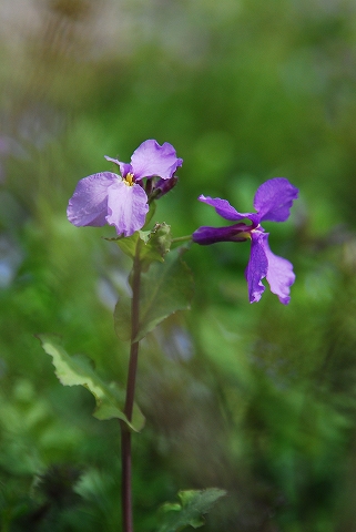 紫花菜？それとも花大根？ てか、同じもの？