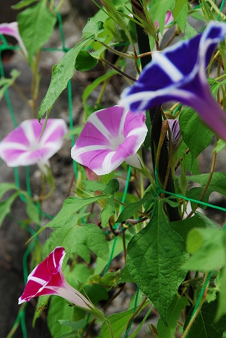 ♪新しい朝顔だ  普通の花だ  目覚めに瞳開け  大空眩し＞＜♪  （メロディは「ラジオ体操の歌」で）   写真をクリしてみる？