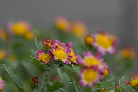 イマイチ写りが悪い小菊