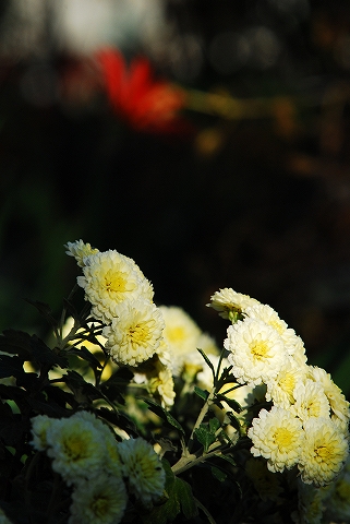 小菊…木漏れ日の中で