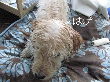 IMG_0642のコピー.jpg