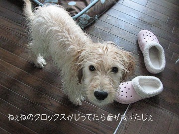 IMG_0644_1のコピー.jpg