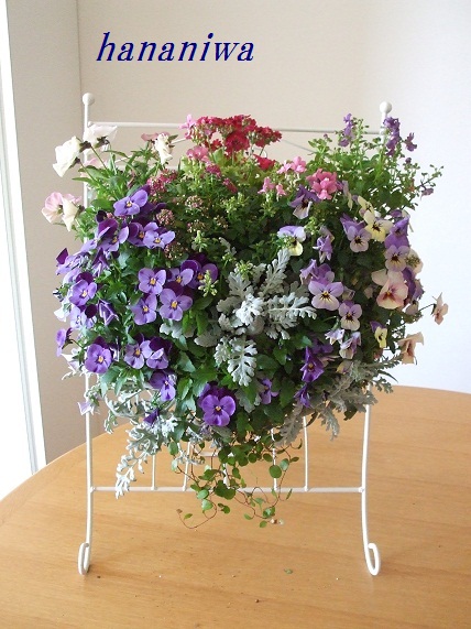 ビオラのハンギング３・１６.JPG