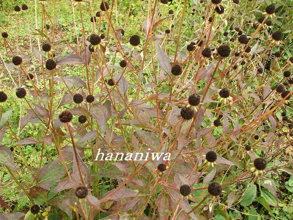 ルドベキアの花芯.JPG