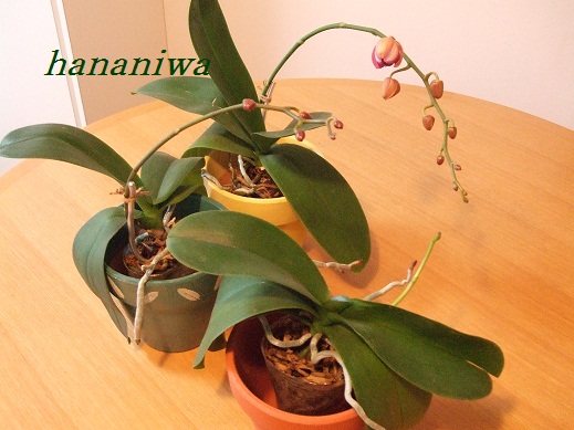 2011_0324トレッサ用寄せ植えとクレマチスの講座とカ0006.JPG