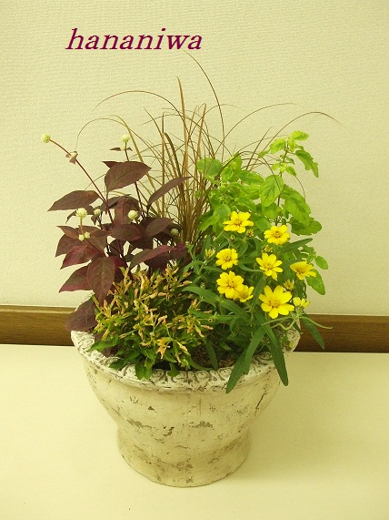 耕納さん寄せ植え.JPG