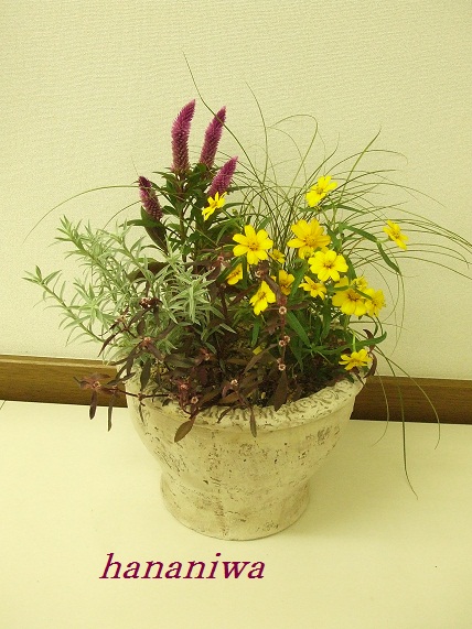 諏訪さん寄せ植え１１０９３０.JPG