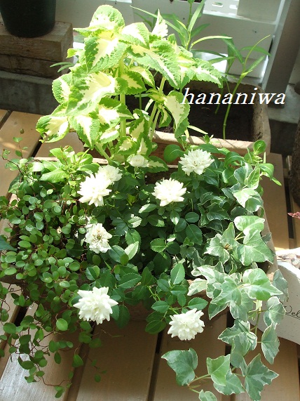 2011_0816トレッサ用寄せ植えとクレマチスの講座とカ0027.JPG