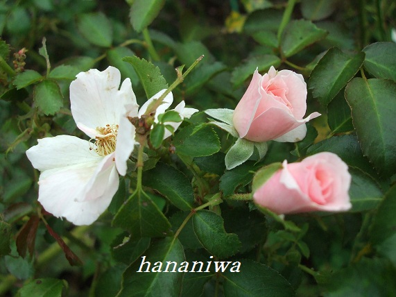 クイーンマザー蕾１１０９０３.JPG