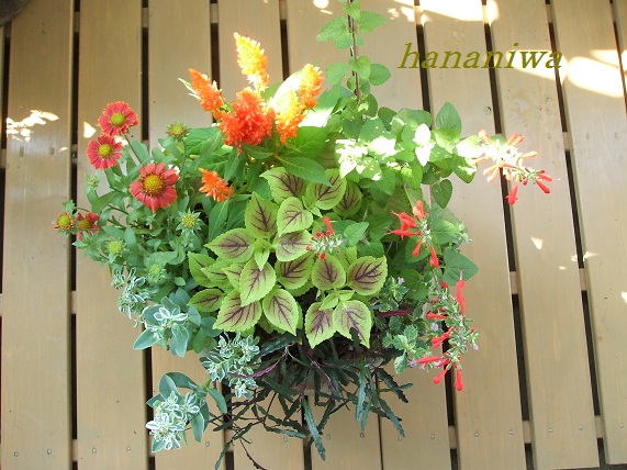 2011_0828トレッサ用寄せ植えとクレマチスの講座とカ0008.JPG