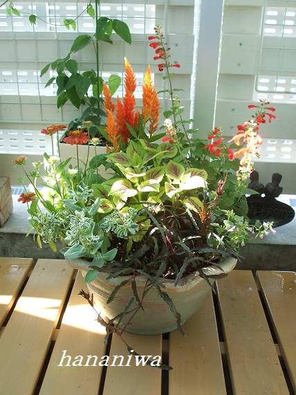 2011_0828トレッサ用寄せ植えとクレマチスの講座とカ0006.JPG