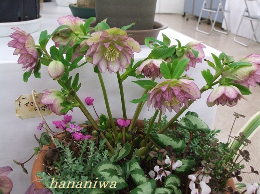 2011_0221トレッサ用寄せ植えとクレマチスの講座とカ0035.JPG