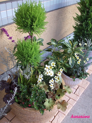 トピアリーの寄せ植え