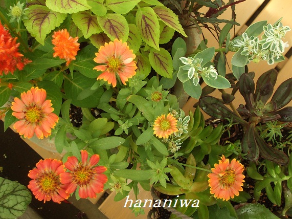 ガイラルディア