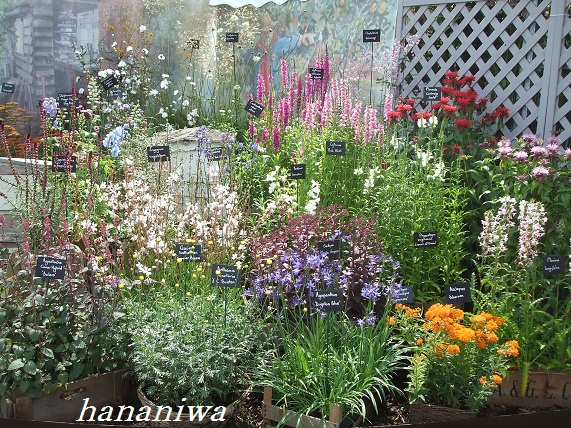 ハンプトンコートテントの前の植物.JPG