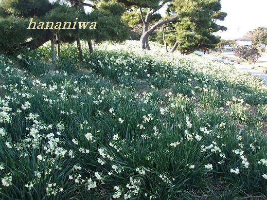 満開の水仙横.JPG