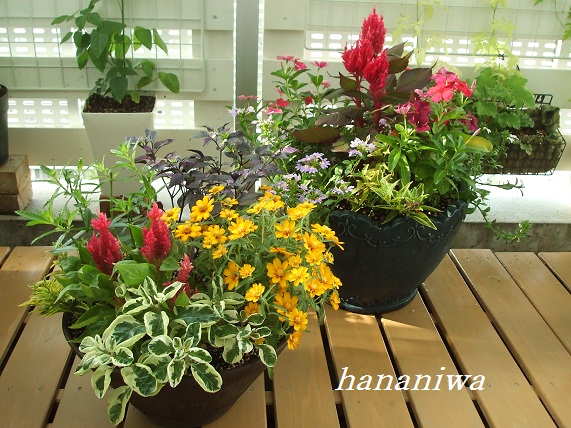 寄せ植え２つ