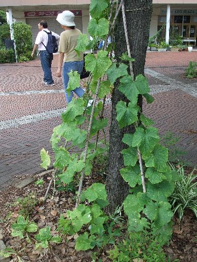 木に支柱を取り付けて.JPG